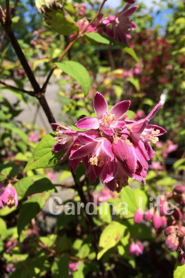 Havlu Püskülü Fidanı ( Deutzia Hybrida Magicien ) - 5