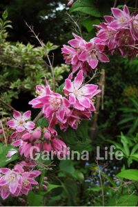 Havlu Püskülü Fidanı ( Deutzia Hybrida Magicien ) - 6