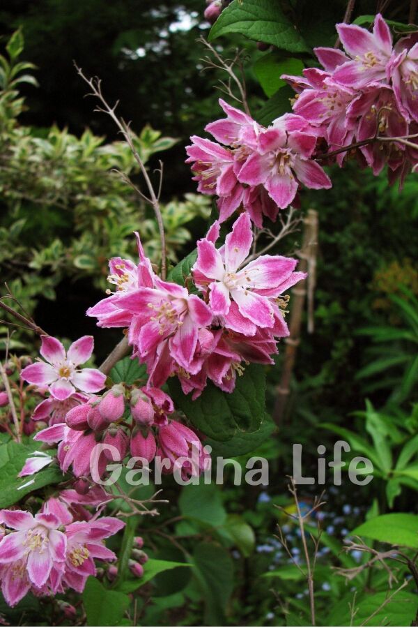 Havlu Püskülü Fidanı ( Deutzia Hybrida Magicien ) - 6