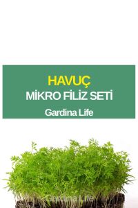 Havuç Mikro Filiz Seti - 1