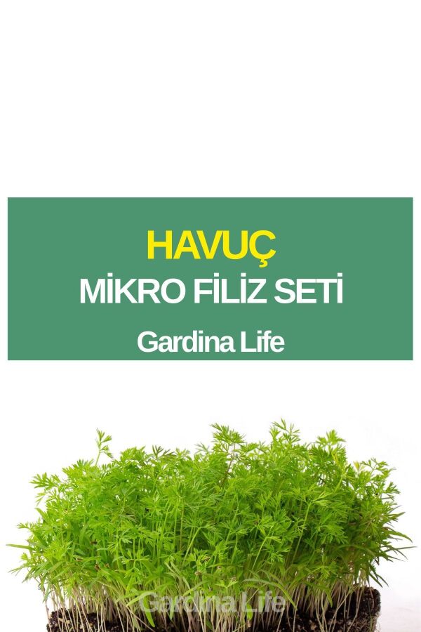 Havuç Mikro Filiz Seti - 1