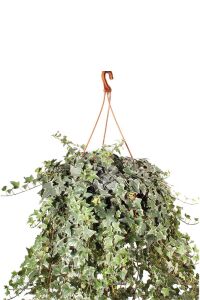 Hedera Helix Sarmaşığı Fidesi  Alacalı Yaprak - 1
