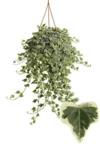 Hedera Helix Sarmaşığı Fidesi  Alacalı Yaprak - 2