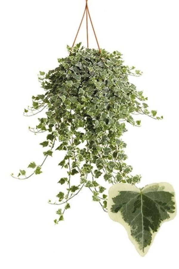 Hedera Helix Sarmaşığı Fidesi  Alacalı Yaprak - 2