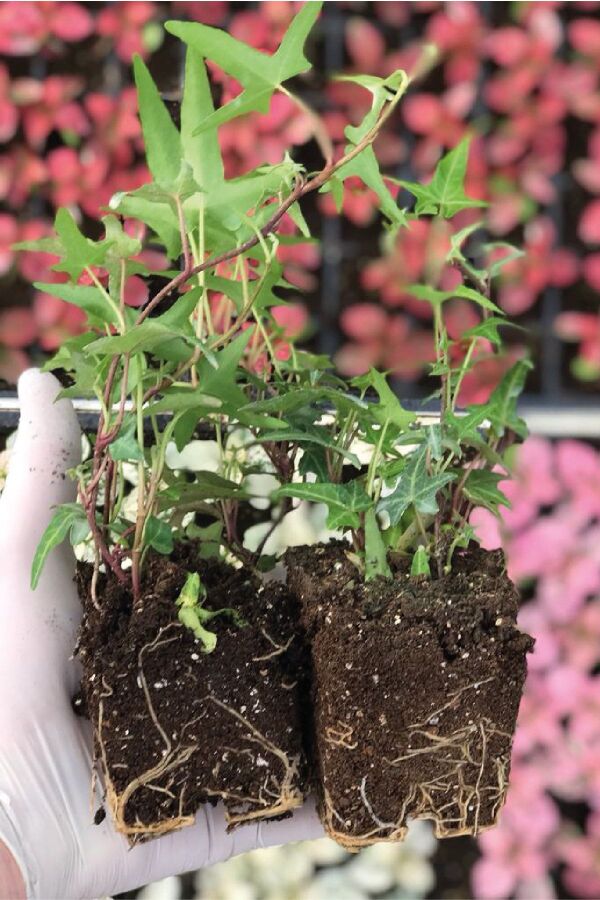 Hedera Helix Sarmaşığı Fidesi  Yeşil Yaprak