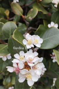 Hint Alıcı Fidanı Limon  ( Rhaphiolepis Indica ) - 1