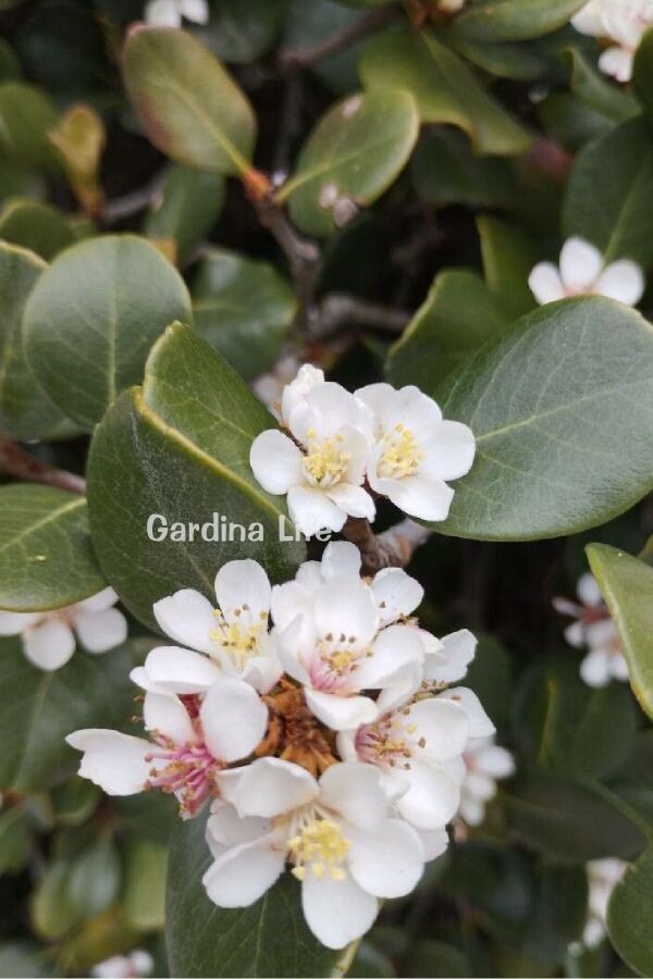 Hint Alıcı Fidanı Limon  ( Rhaphiolepis Indica ) - 1