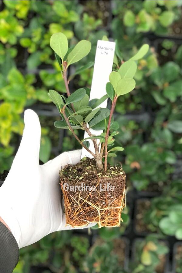 Hint Alıcı Fidanı Limon  ( Rhaphiolepis Indica ) - 2