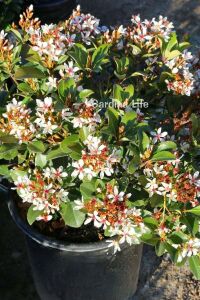 Hint Alıcı Fidanı Limon  ( Rhaphiolepis Indica ) - 4