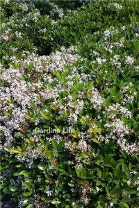 Hint Alıcı Fidanı Limon  ( Rhaphiolepis Indica ) - 5
