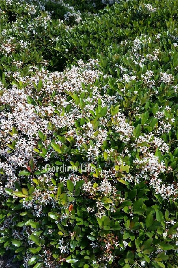 Hint Alıcı Fidanı Limon  ( Rhaphiolepis Indica ) - 5