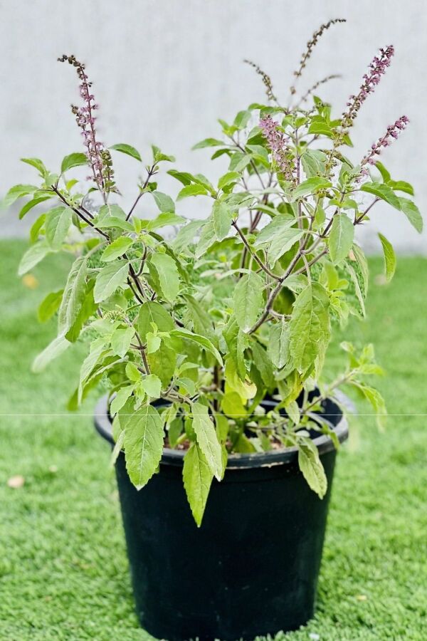 Hint Fesleğeni Fidesi Kutsal Fesleğen ( Ocimum Tenuiflorum ) 