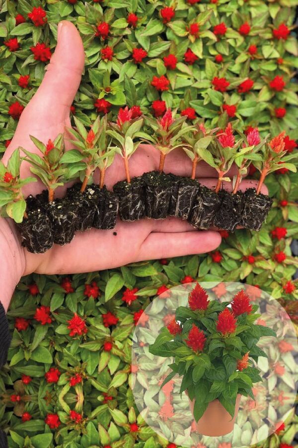 Horoz Ibiği Fidesi 10 Adet Celosia Fire Orange - 2