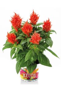 Horoz Ibiği Fidesi 10 Adet Celosia Mix - 1