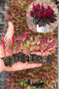 Horoz Ibiği Fidesi  Celosia Red Leaf - 1