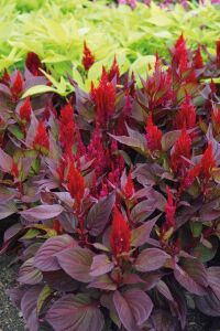 Horoz Ibiği Fidesi  Celosia Red Leaf - 2