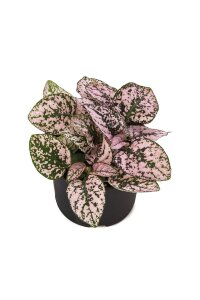Hostes  Fidesi 10 Adet Hypoestes Pink - 1