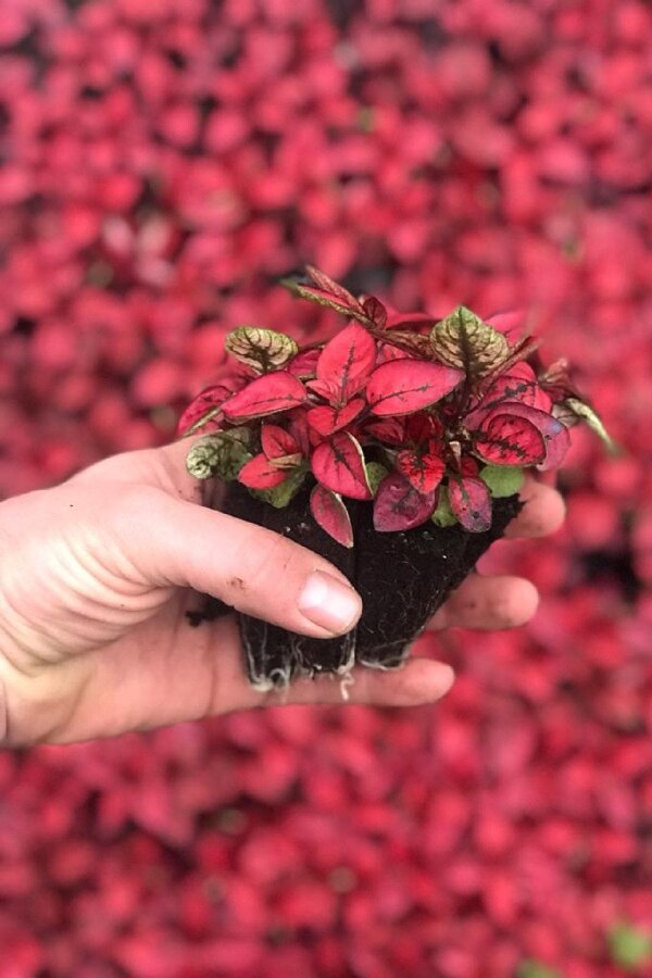 Hostes  Fidesi Mix 10 Adet Hypoestes - 2