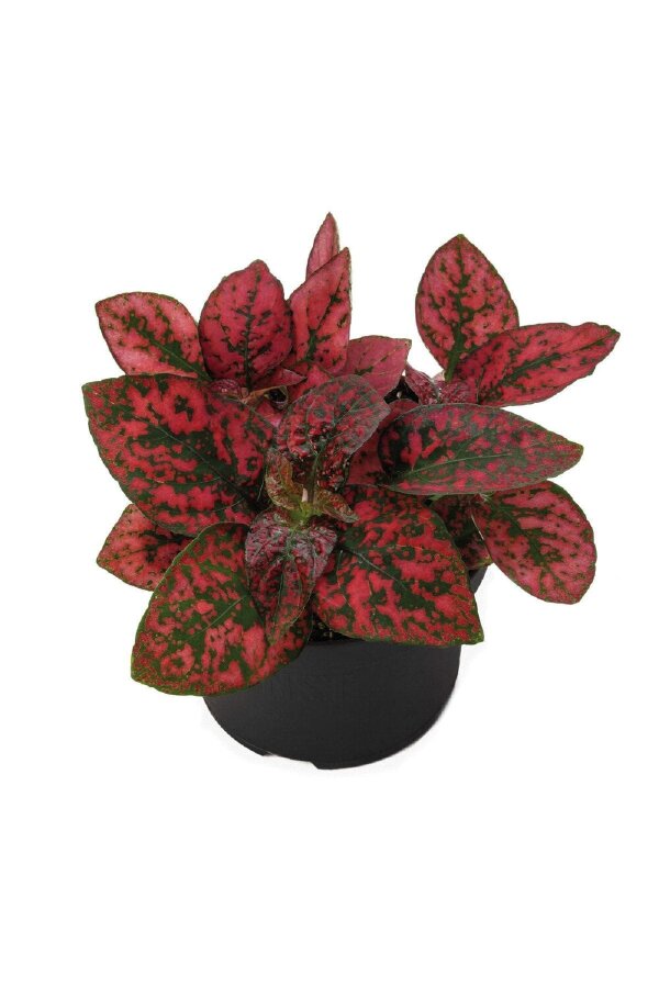 Hostes  Fidesi Mix 10 Adet Hypoestes - 5