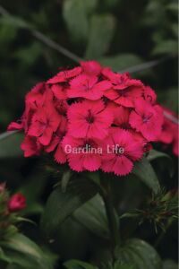 Hüsnü Yusuf  Fidesi  Magenta (DİANTHUS BARBATUS) - 1