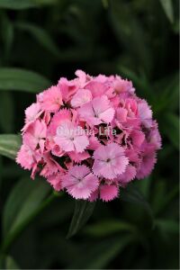 Hüsnü Yusuf  Fidesi  Pink (DİANTHUS BARBATUS) - 1