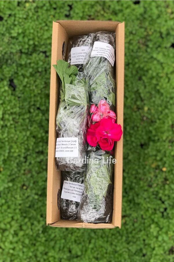 Hüsnü Yusuf  Fidesi 10 Adet Purple (DİANTHUS BARBATUS) - 3