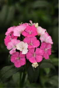 Hüsnü Yusuf  Fidesi 10 Adet Rose Magic (DİANTHUS BARBATUS) - 1