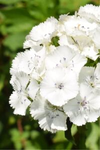 Hüsnü Yusuf  Fidesi  White (DİANTHUS BARBATUS) - 1