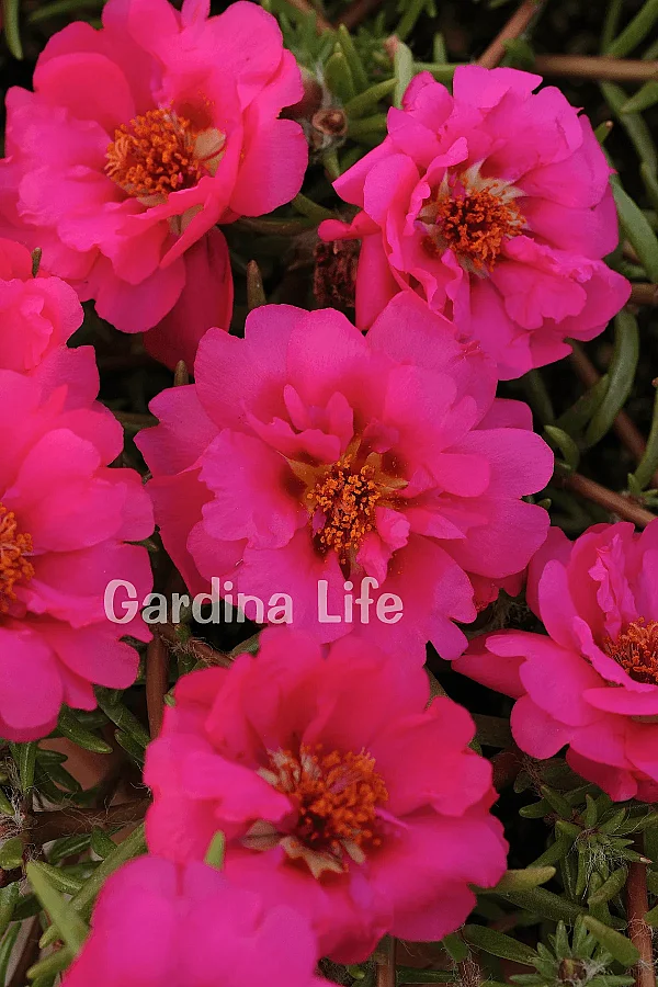 İpek Çiçeği Fidesi Katmerli Fuchsia Portulaca 10 Adet