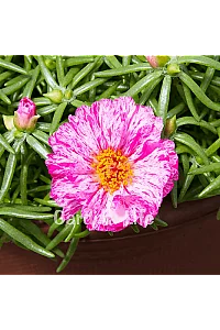 İpek Çiçeği Fidesi Katmerli Peppermint Portulaca 10 Adet - 1