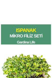 Ispanak Mikro Filiz Seti - 1