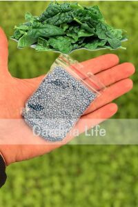 Ispanak Tohumu 25 gram Geniş Yaprak ( 2200 Adet Tohum) - 2