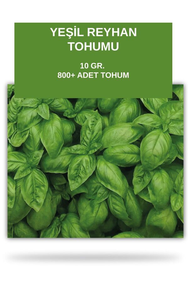 Italyan Fesleğen Tohumu 10 gram ( Yeşil Reyhan ) 800 Tohum - 1