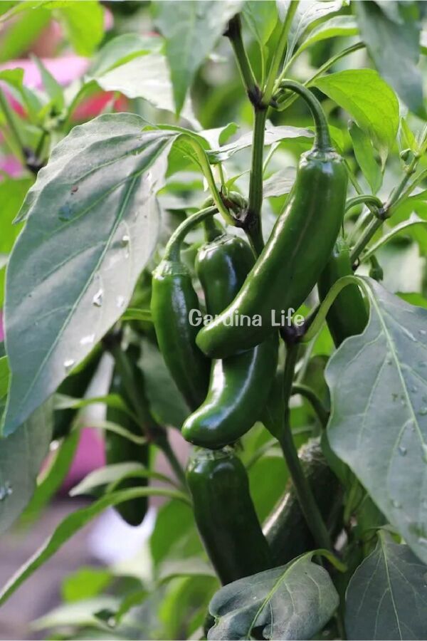 JALAPENO Biber Fidesi 5 Adet
