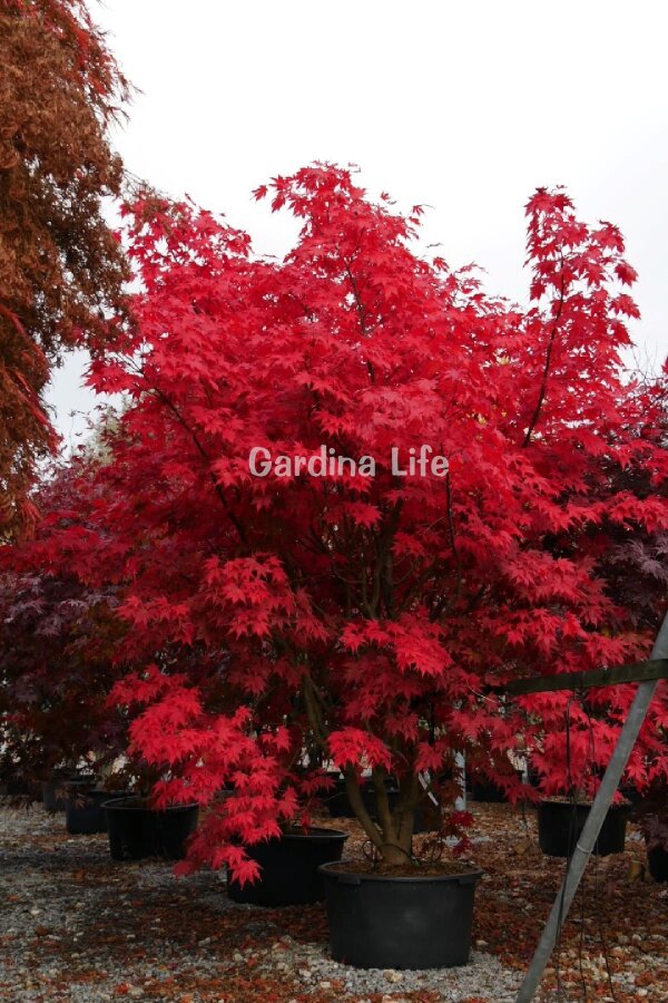 Japon Akça Ağaç Fidesi  Kırmızı Yapraklı ( Acer Palmatum Atropurpureum ) - 1