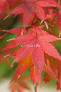 Japon Akça Ağaç Fidesi  Kırmızı Yapraklı ( Acer Palmatum Atropurpureum ) - 2