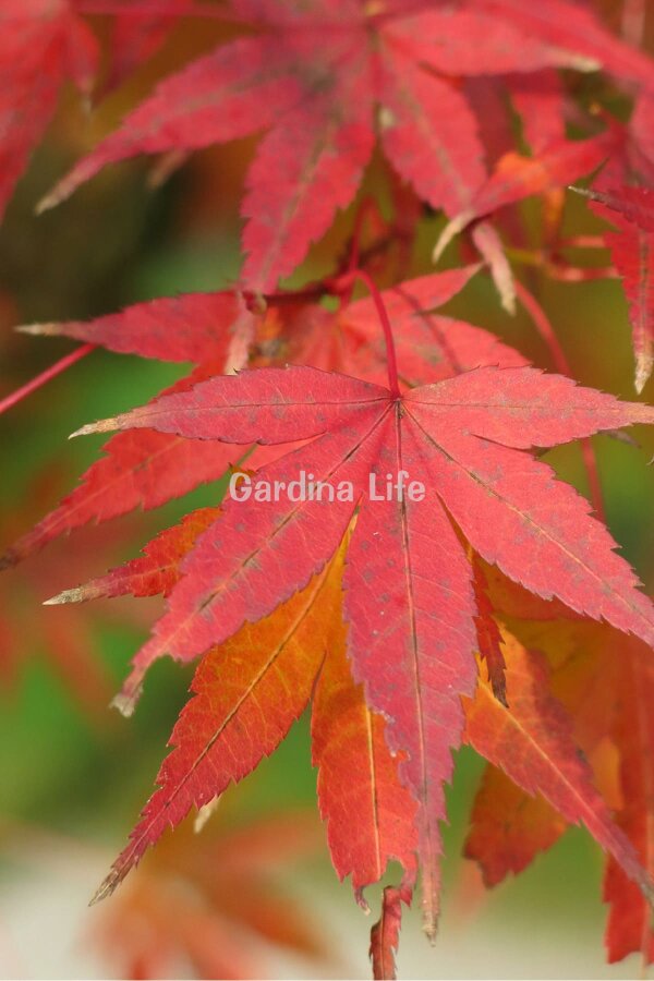 Japon Akça Ağaç Fidesi  Kırmızı Yapraklı ( Acer Palmatum Atropurpureum ) - 2