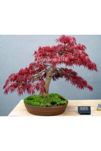 Japon Akça Ağaç Fidesi  Kırmızı Yapraklı ( Acer Palmatum Atropurpureum ) - 3