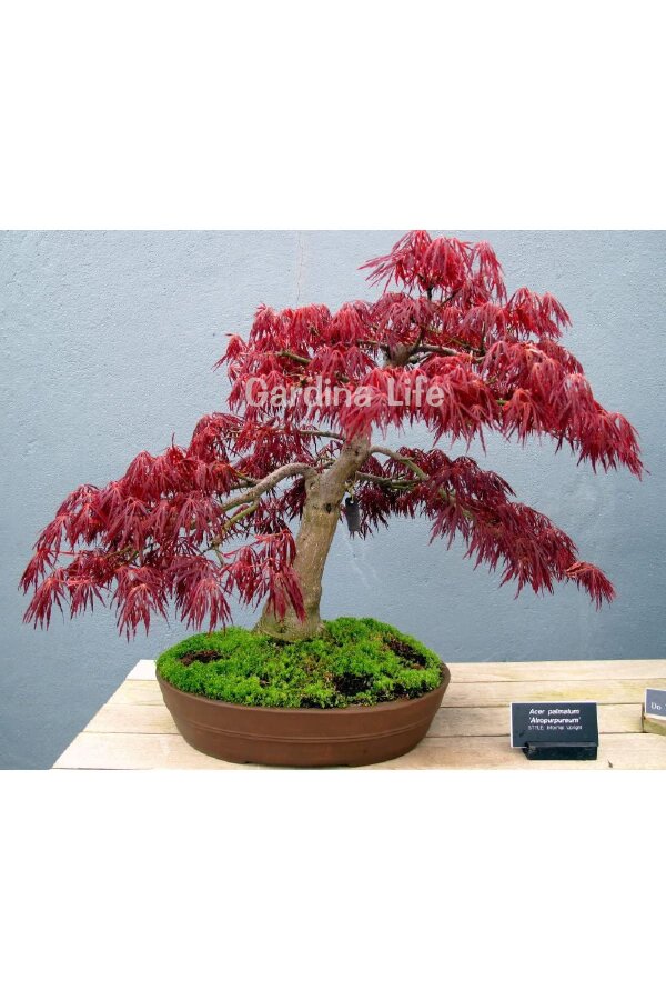 Japon Akça Ağaç Fidesi  Kırmızı Yapraklı ( Acer Palmatum Atropurpureum ) - 3