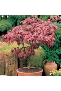 Japon Akça Ağaç Fidesi  Kırmızı Yapraklı ( Acer Palmatum Atropurpureum ) - 4