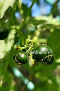 Jiaogulan Fidesi  Ölümsüzlük Otu Ginseng Bitkisi ( gynostemma pentaphyllum) - 1