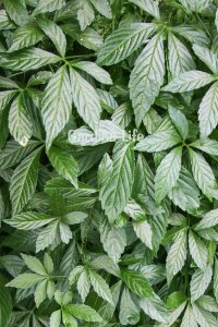 Jiaogulan Fidesi  Ölümsüzlük Otu Ginseng Bitkisi ( gynostemma pentaphyllum) - 2