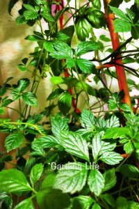 Jiaogulan Fidesi  Ölümsüzlük Otu Ginseng Bitkisi ( gynostemma pentaphyllum) - 3