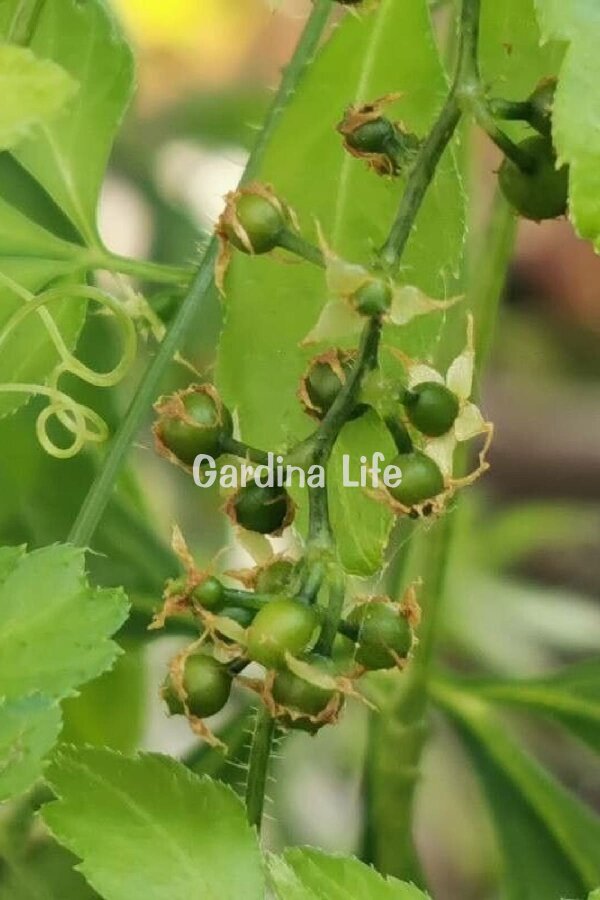 Jiaogulan Fidesi  Ölümsüzlük Otu Ginseng Bitkisi ( gynostemma pentaphyllum) - 4