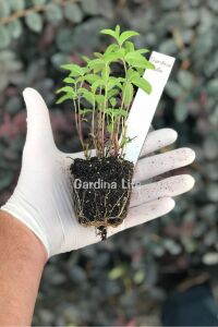 Jumbo Boy Yerli Nane Fidesi  ( Mentha Spicata ) - 1