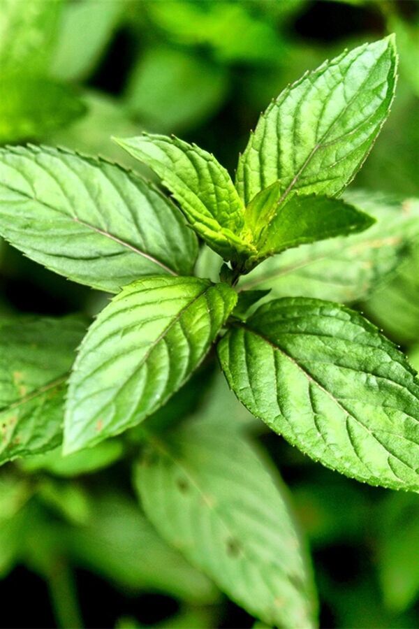 Jumbo Boy Yerli Nane Fidesi  ( Mentha Spicata ) - 5