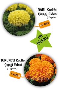 Kadife  Fidesi Mıx 10 Adet ( Yellow - Orange Tagates ) - 1