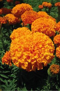 Kadife  Fidesi Orange 10 Adet ( Tagates ) - 1