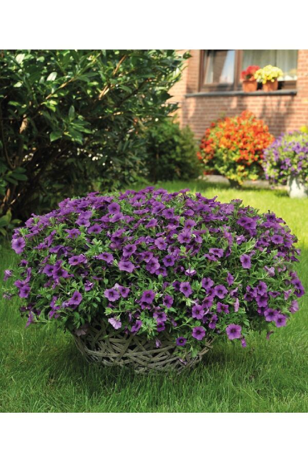 Kalibroşa Milyon Çanlar  Fidesi Dark Lavender 