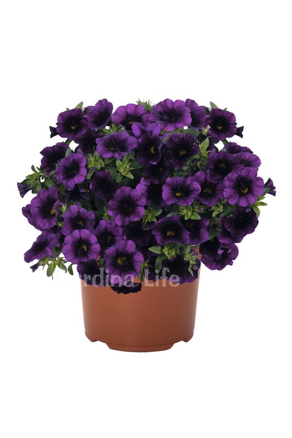 Kalibroşa Milyon Çanlar  Fidesi Midnight Purple 
